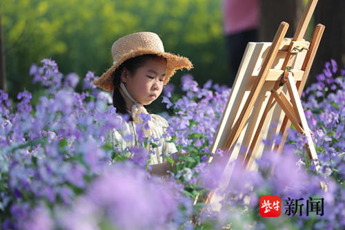 南京龙袍300亩二月兰绽放，汇成紫色花海